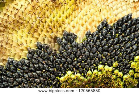 Sunflower,Sunflower seeds.