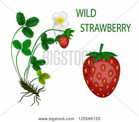 illustrations of the wild strawberry root leaves fand fruit.