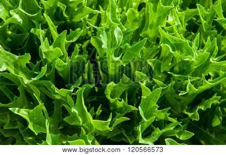 Vegetable in the garden