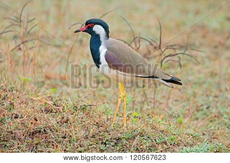 A red-wattled lapwing (Vanellus indicus), Kanha National Park, India