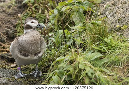 Portrait Of Harlequin Duck Histrionicus Histrionicus