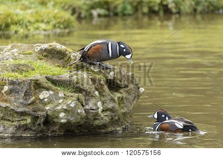Portrait Of Harlequin Duck Histrionicus Histrionicus