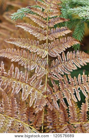 Detail Of Frozen Leaf Fern