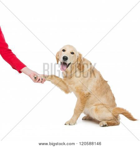Young beautiul golden retriever dog