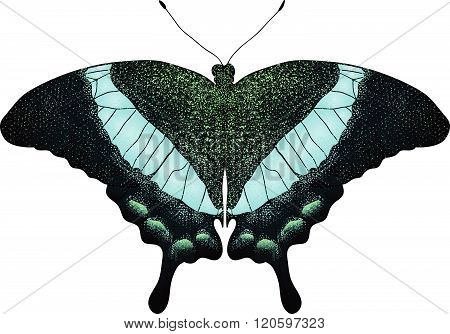 Butterfly Color Illustration