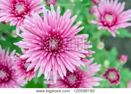 Pink Chrysanthemum Flowers In Full Bloom