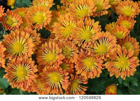 Orange And Yellow Chrysanthemum Flowers In Full Bloom