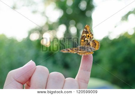 Butterfly On Little Finger