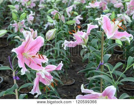 Pink Easter Lily Flower