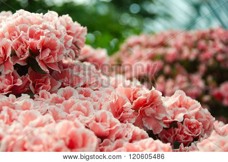 Pink hortensia flowers