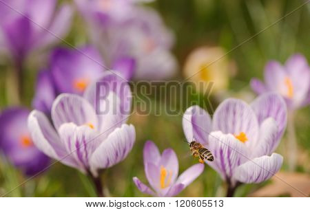 Bee flying to crosuses