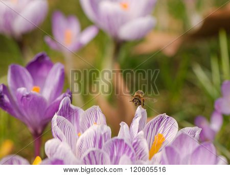 Bee flying to spring crocus flowers