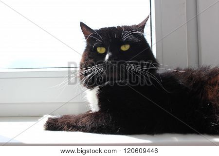 cat lays at the window