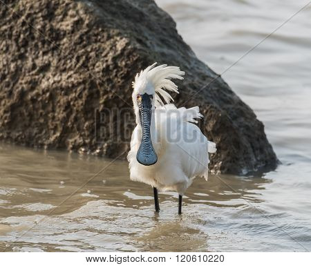 Black-faced Spoonbill