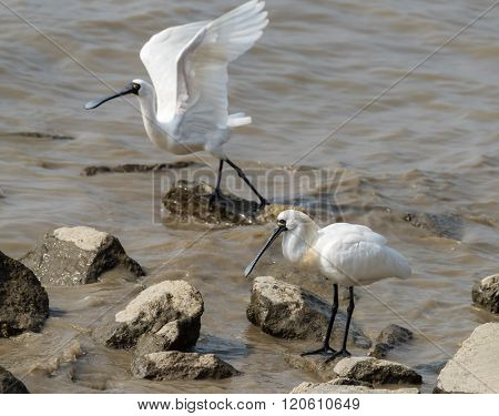 Black-faced Spoonbill