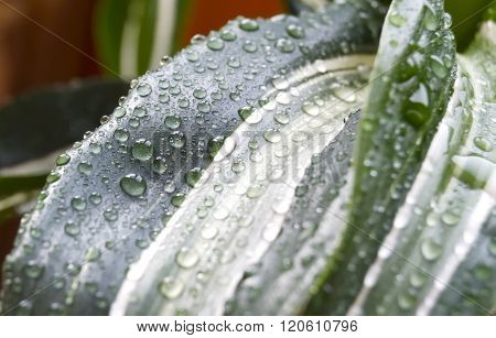 Raindrops On A Green Palm Leaf