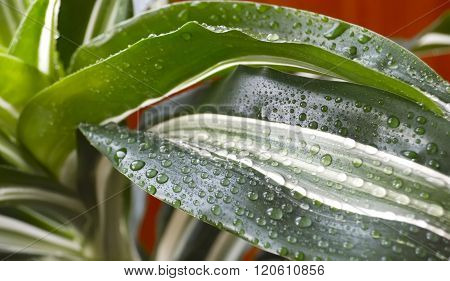 Palm Tree In The Drops