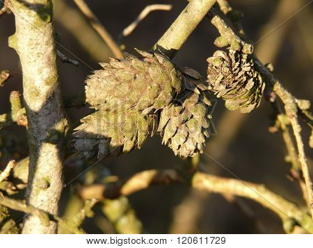 hackmatack -  larch, in detail , during winter period