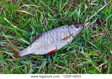 Fish Roach (rutilus Rutilus) Lies On The Grass Close Up