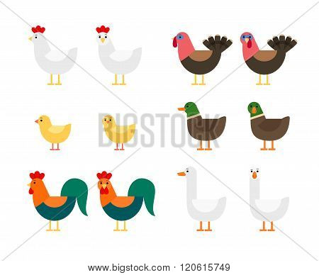 Poultry in different angles