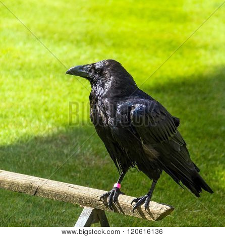 Raven in the Tower of London, UK.  A superstition holds that 