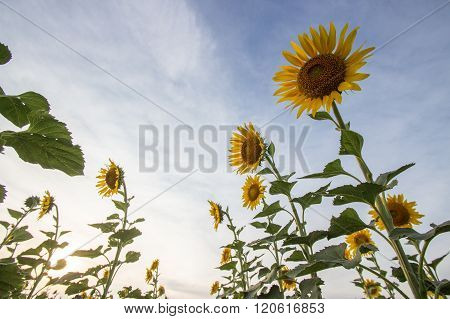 Sunflower in clear blue sky background - Naural photo