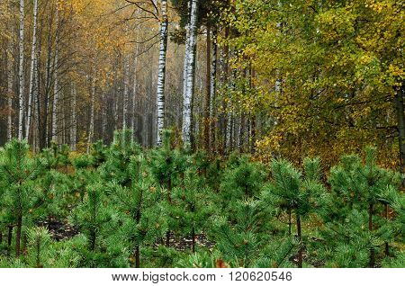 Small Pine Trees Grow In The Park..