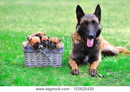 Dog  With Puppies