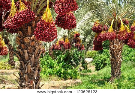 Israeli dates.