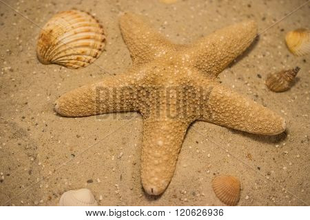 Seestern / Starfish