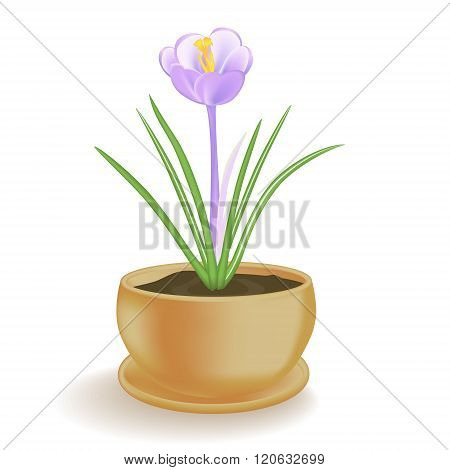 Spring Flower In A Flowerpot On White Background.