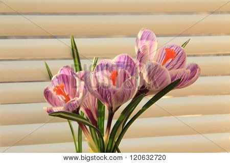 Crocuses - A Small, Spring-flowering Plants Of The Iris Family.