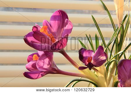 Crocuses - A Small, Spring-flowering Plants Of The Iris Family.