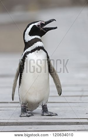 Magellanic Penguin