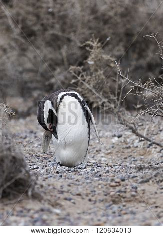 Magellanic Penguin