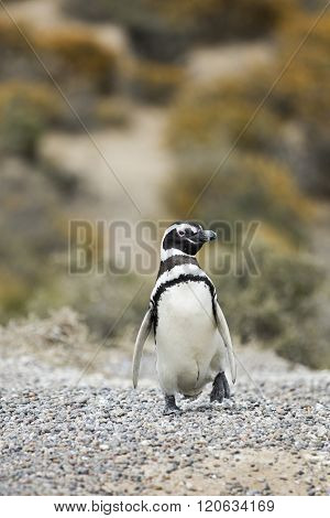 Magellanic Penguin