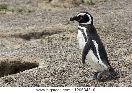 Magellanic Penguins