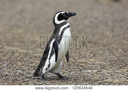 Magellanic Penguin