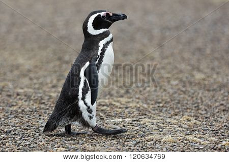 Magellanic Penguin