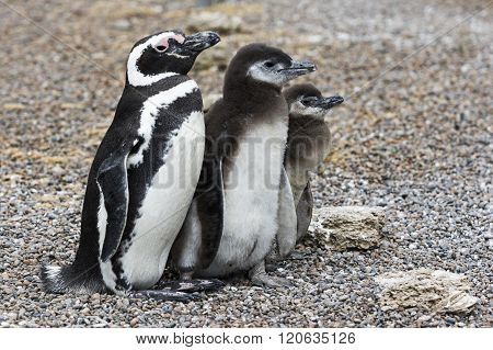 Magellanic Penguins