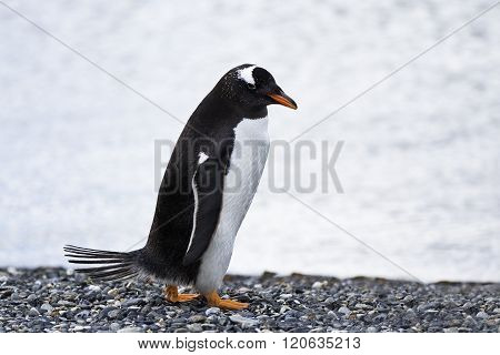 Magellanic Penguins