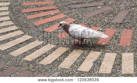 Blue Ground Dove (claravis Pretiosa) Sitting On Paving Stone
