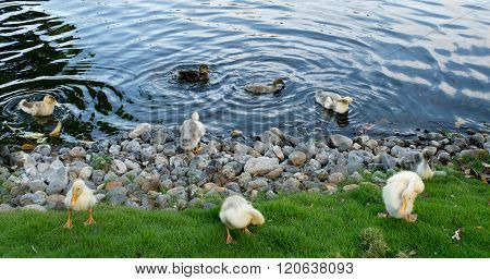 A pack of wild ducks or mallards (anas platyrhynchos) walking around the stone pond shore