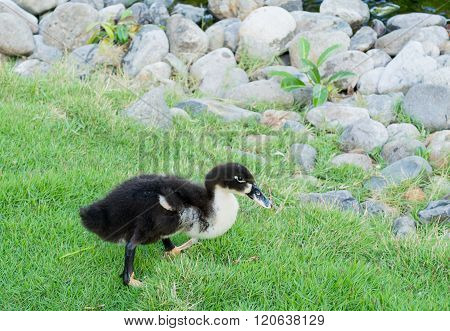 A single black wild duck (mallard anas platyrhynchos) searching for food in the grass