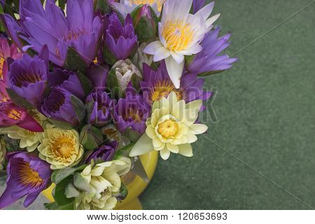 Colorful lotus flower bright tone