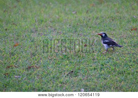 Red Mouth And Black And White Stripe Small Bird