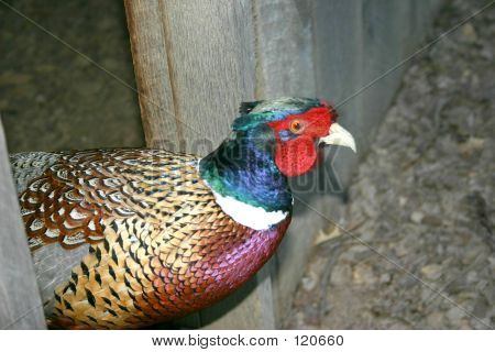 ไก่ฟ้าสี - 1