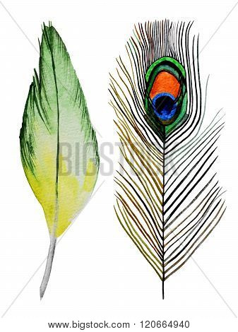 Watercolor feathers illustration