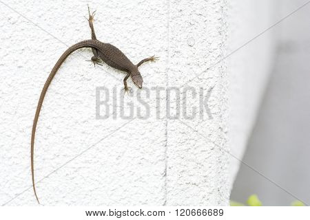 Japanese grass lizard