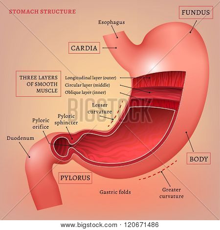 Vector Stomach Image